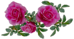 plant-5639352_960_720 (255x135, 69Kb)